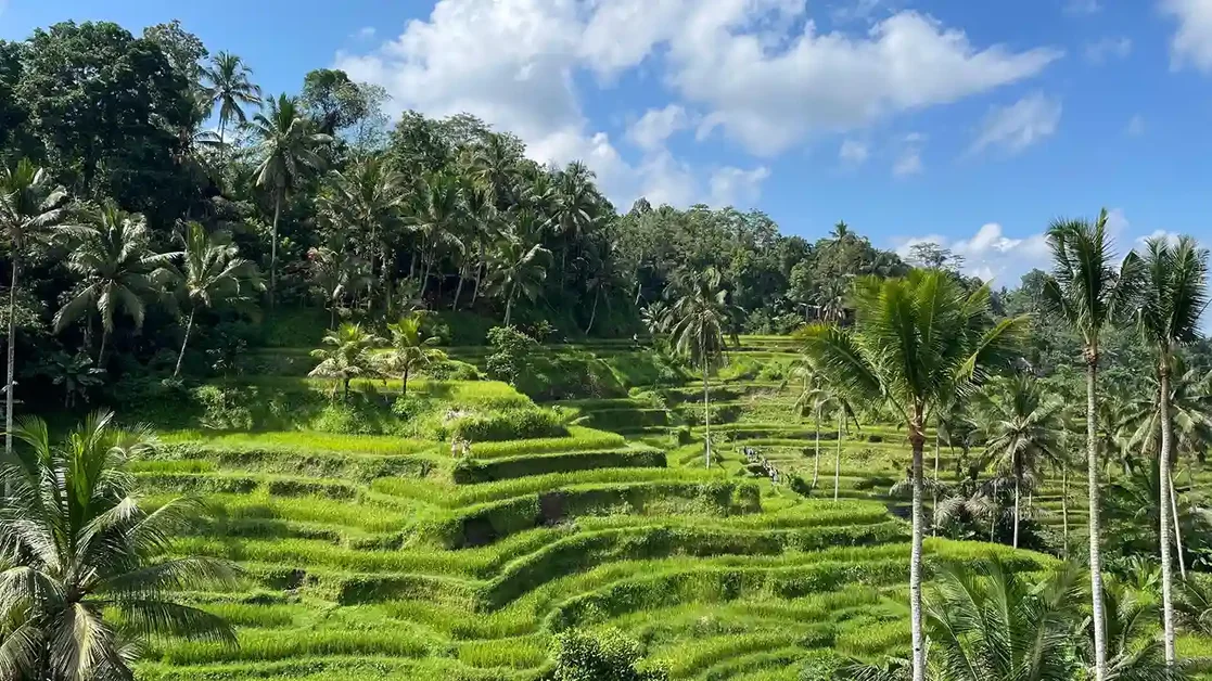 Terraced rice fields in Bali seen from above